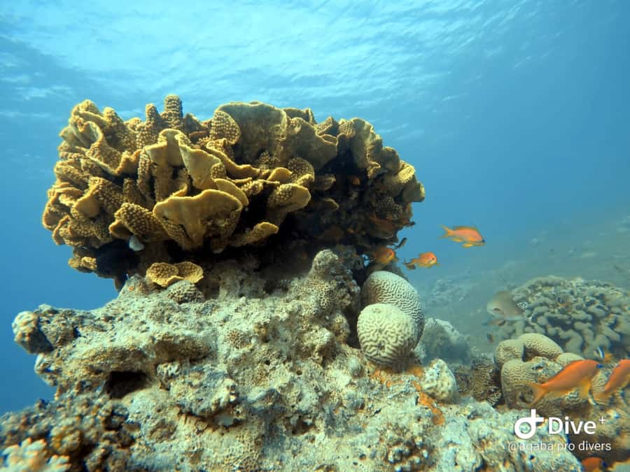Pivate scuba diving in the Red Sea of Aqaba - How to prepare for the two-hour session