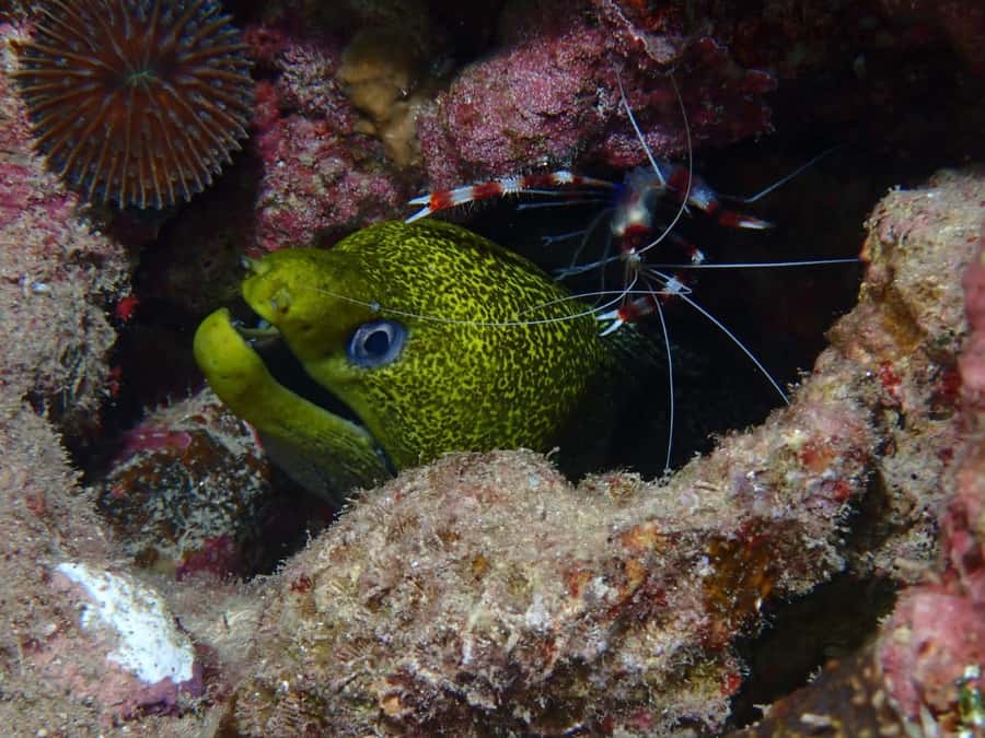 Pivate scuba diving in the Red Sea of Aqaba - Booking flexibility and practical limits