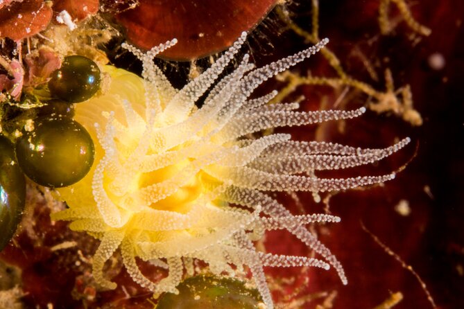 Plakias: Try Scuba Diving first time - Private, from 8 yrs. - Your first underwater morning in Plakias