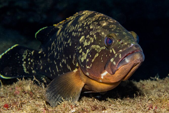 Plakias: Try Scuba Diving first time - Private, from 8 yrs. - Why the two-person ratio matters