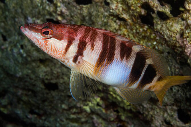 Plakias: Try Scuba Diving first time - Private, from 8 yrs. - What happens before you enter the water