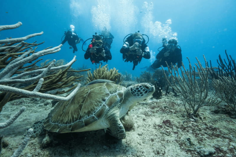 Playa del Carmen: Guided Reef Diving for Certified Divers - What the eight-hour Playa del Carmen outing feels like