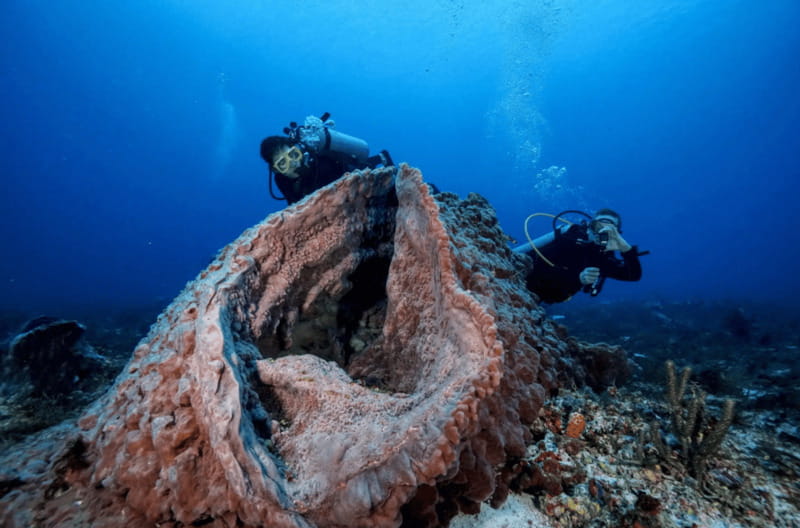 Playa del Carmen: Guided Reef Diving for Certified Divers - The Mama Viña wreck at 27 meters