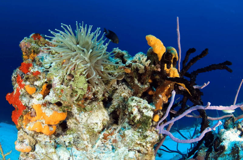 Playa del Carmen: Guided Reef Diving for Certified Divers - Choosing between a shallow reef and deeper water