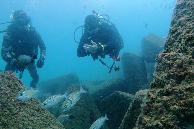 Pleasure Scuba Diving in Fujairah for Certified Diver - Marine life you might see