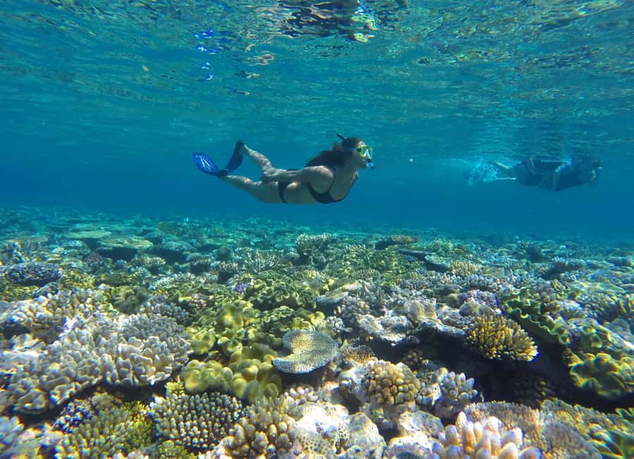 Port Douglas: Outer Barrier Reef Snorkel and Dive Options - The first stop: getting comfortable in the water
