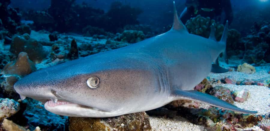 Port Douglas: Premium Outer Reef Dive Trip - A comfortable ride aboard the Calypso