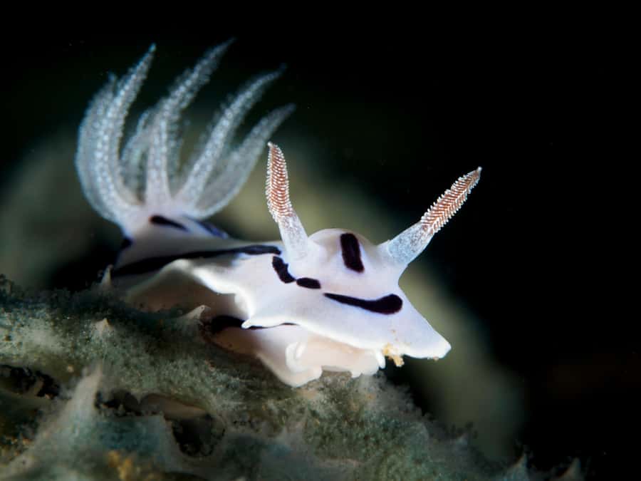 Port Douglas: Premium Outer Reef Dive Trip - Starting in Port Douglas at 7:45 a.m.