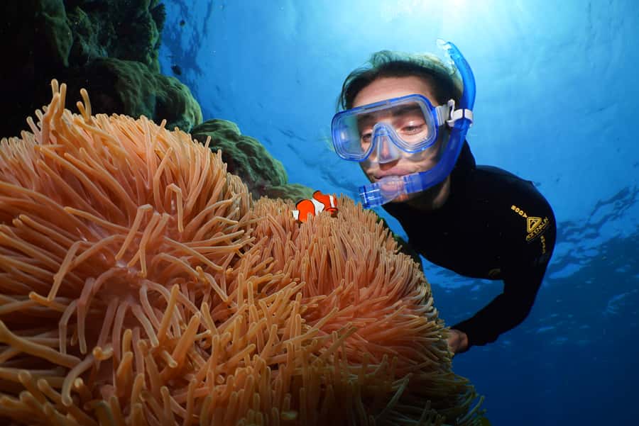 Port Douglas: Silversonic Great Barrier Reef Dive & Snorkel - Key things to know before you book
