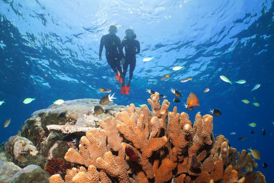 Port Douglas: Silversonic Great Barrier Reef Dive & Snorkel - Why Agincourt Reef is worth the longer ride
