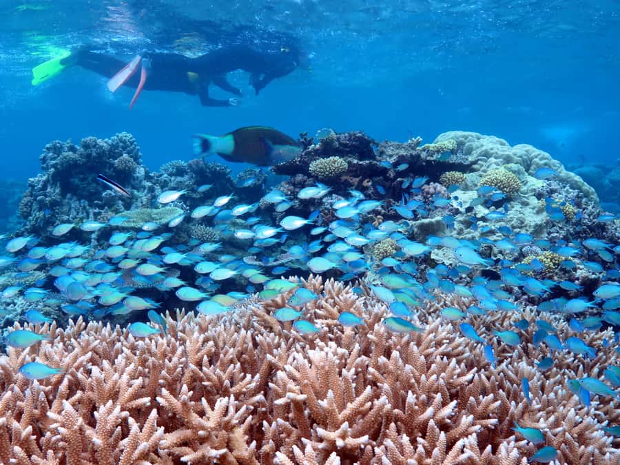 Port Douglas: Silversonic Great Barrier Reef Dive & Snorkel - Silversonic makes water access less awkward