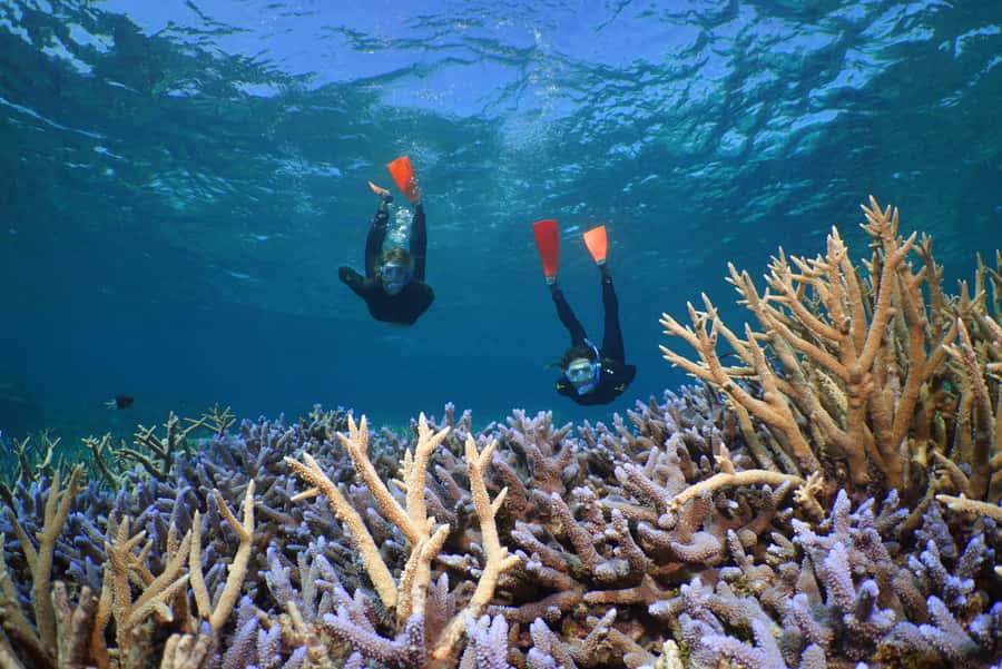 Port Douglas: Silversonic Great Barrier Reef Dive & Snorkel - The main drawbacks to consider