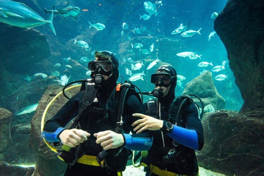 Porto Moniz: Diving with Sharks and Rays in Madeira Aquarium - Key points to know before booking