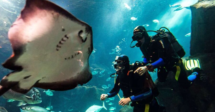 Porto Moniz: Diving with Sharks and Rays in Madeira Aquarium - What makes this Porto Moniz experience different