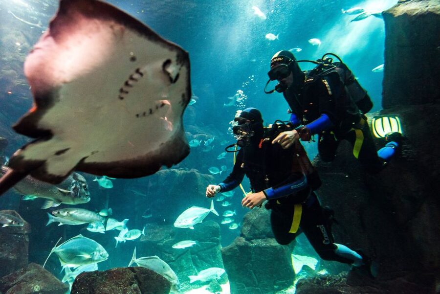 Porto Moniz: Diving with Sharks and Rays in Madeira Aquarium - The aquarium tour comes before the water work