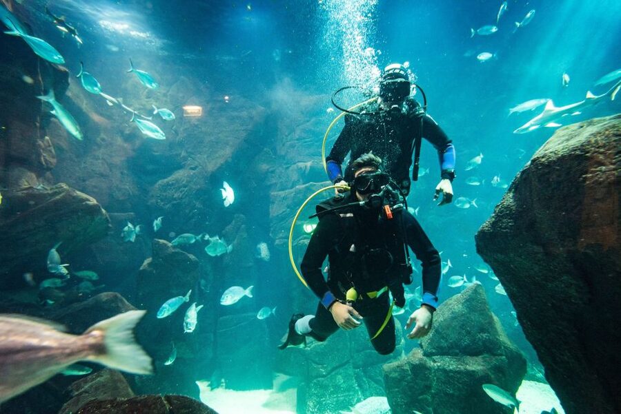 Porto Moniz: Diving with Sharks and Rays in Madeira Aquarium - Learning scuba skills in the natural pools