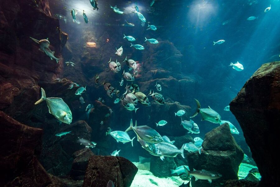 Porto Moniz: Diving with Sharks and Rays in Madeira Aquarium - Starting at Madeira Aquarium in Porto Moniz