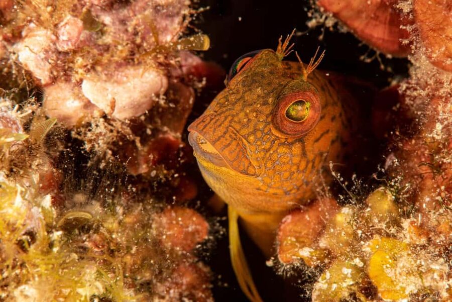 Porto-Vecchio: beginner diving in the Cerbicale Islands in the reserve - Who will enjoy this outing most