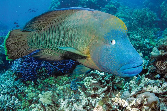 Poseidon Outer Great Barrier Reef Snorkeling and Diving Cruise from Port Douglas - Three reef sites make the day worthwhile