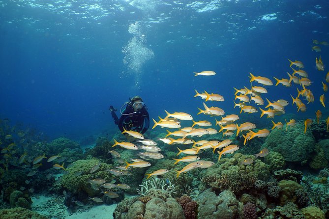 Poseidon Outer Great Barrier Reef Snorkeling and Diving Cruise from Port Douglas - Food, equipment, and what you need to bring