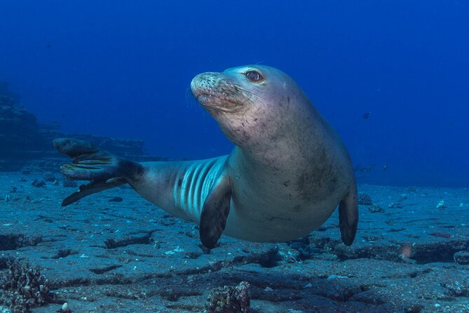 Premium Afternoon Scuba Charter for All Certified Diver Levels - Why an afternoon charter can work well on Kauai