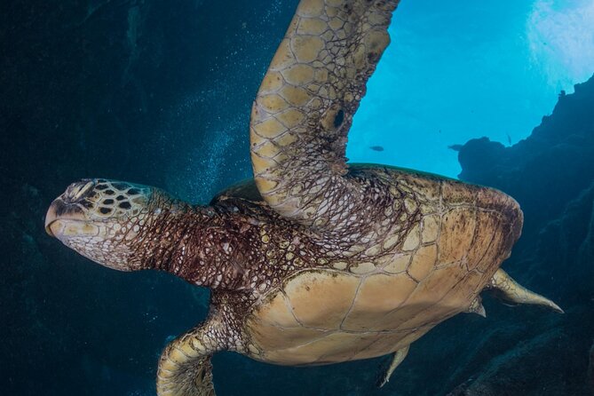 Premium Afternoon Scuba Charter for All Certified Diver Levels - The small group and onboard setup