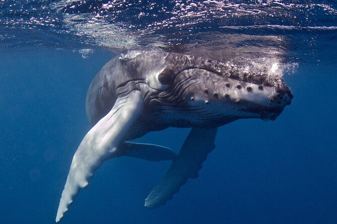 Premium Afternoon Scuba Charter for All Certified Diver Levels - Weather, cancellation, and planning details