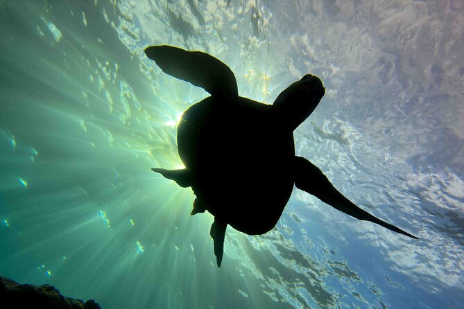 Premium Afternoon Scuba Charter for All Certified Diver Levels - Who will get the most from this Kauai scuba trip?