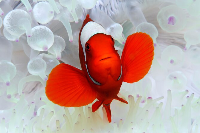 Premium Guided Dive Trip - Outer Great Barrier Reef - Port Douglas to the outer reef
