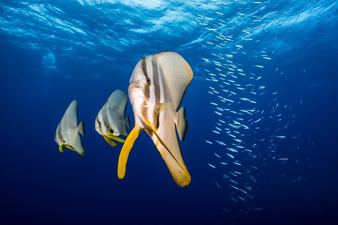Premium Guided Dive Trip - Outer Great Barrier Reef - What the guide adds underwater