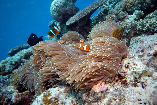 Premium Guided Dive Trip - Outer Great Barrier Reef - Fitness, certification, and comfort