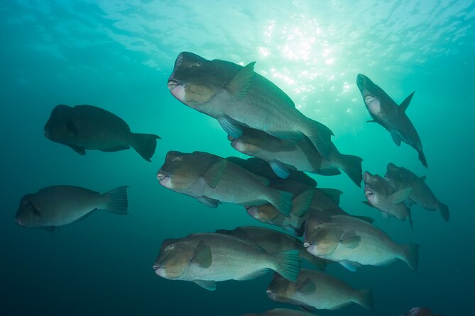 Premium Guided Dive Trip - Outer Great Barrier Reef - A full day from briefing to reef log