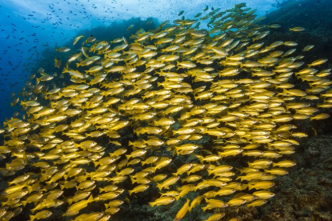 Premium Guided Dive Trip - Outer Great Barrier Reef - Three sites with one guide beside you
