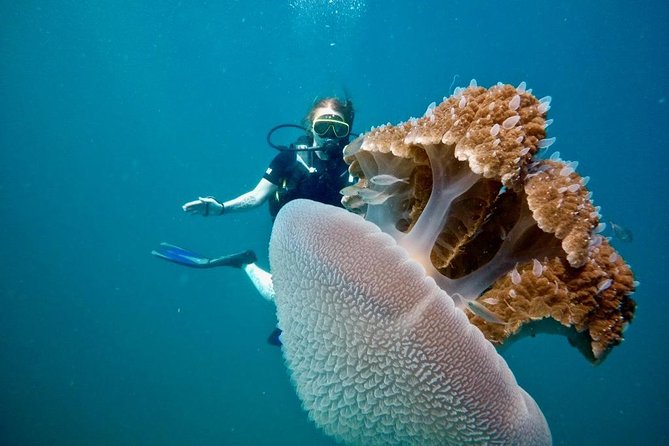 Premium Guided Scuba Diving Day Trip for Certified Divers - A calmer start from Chalong at 8:00 am
