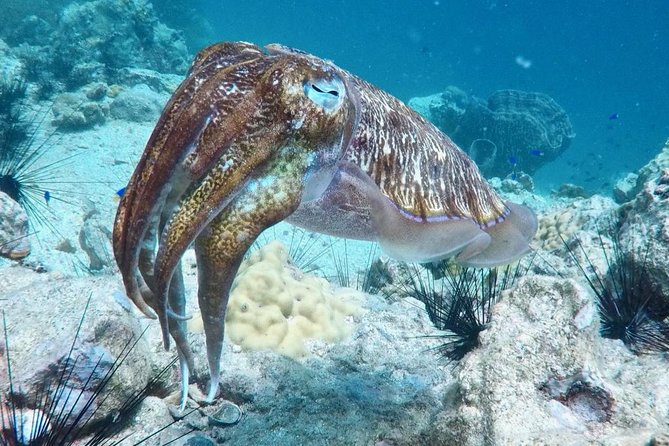 Premium Guided Scuba Diving Day Trip for Certified Divers - The guide team and the safety culture