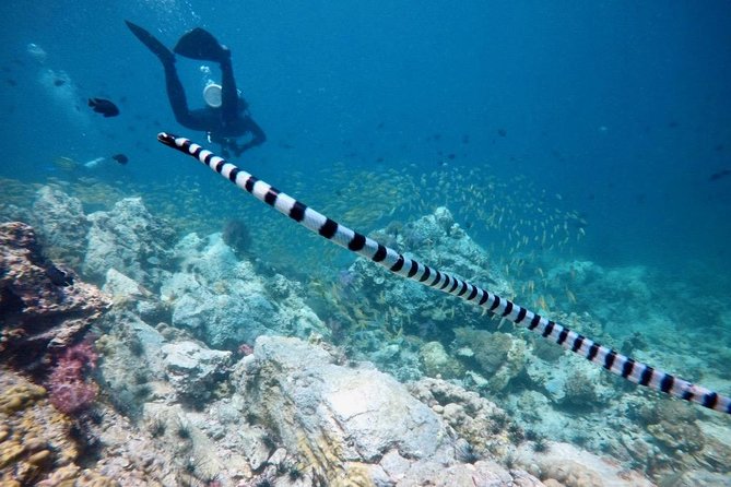Premium Guided Scuba Diving Day Trip for Certified Divers - Food, drinks, and what comes with the price