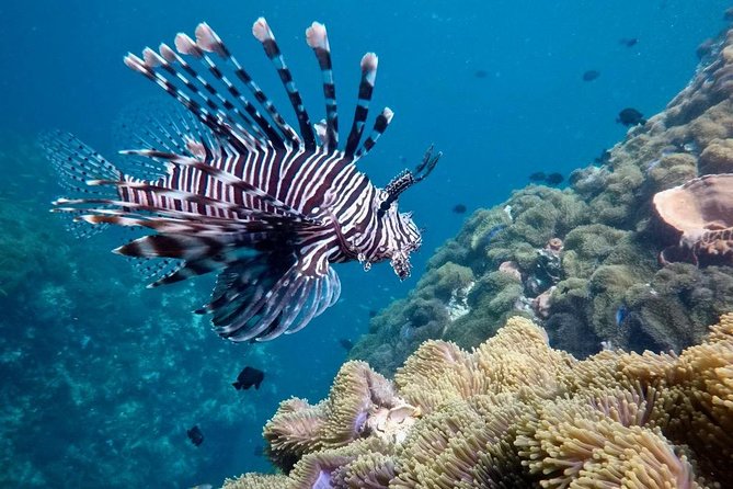 Premium Guided Scuba Diving Day Trip for Certified Divers - Who will get the most from this outing