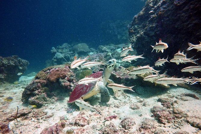 Premium Guided Scuba Diving Day Trip for Certified Divers - M/V Matchanu and the value of a small boat