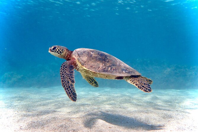 Private and Personalized Scuba Diving Adventures for All Experience Levels - Why a private Maui water session makes sense