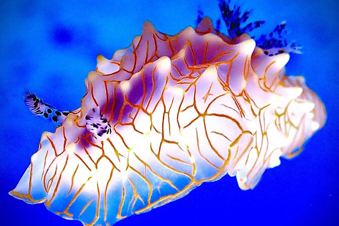 Private and Personalized Scuba Diving Adventures for All Experience Levels - Kapalua Beach: another west Maui option
