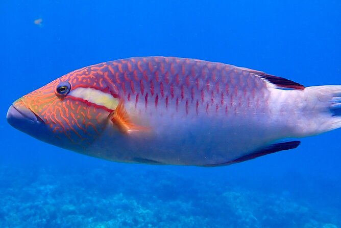 Private and Personalized Scuba Diving Adventures for All Experience Levels - What certified participants and snorkelers gain