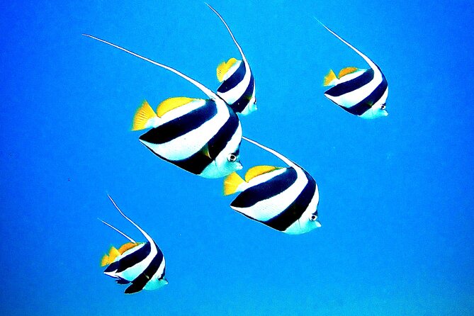 Private and Personalized Scuba Diving Adventures for All Experience Levels - The marine life you might see