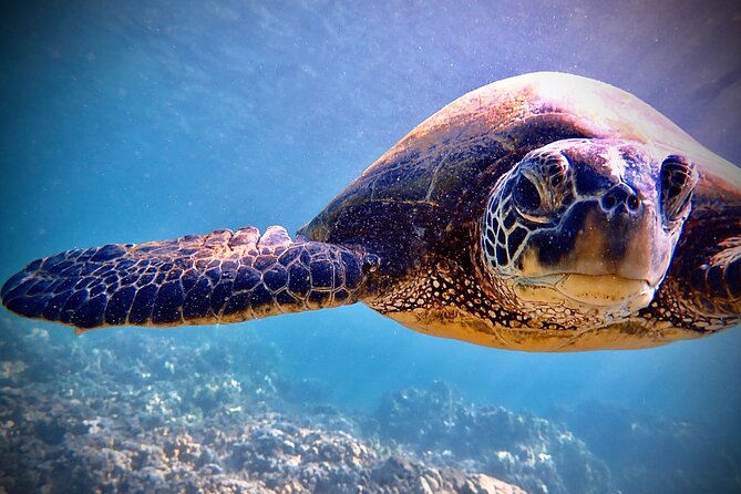 Private and Personalized Scuba Diving Adventures for All Experience Levels - Comfort, safety, and the honest limitations