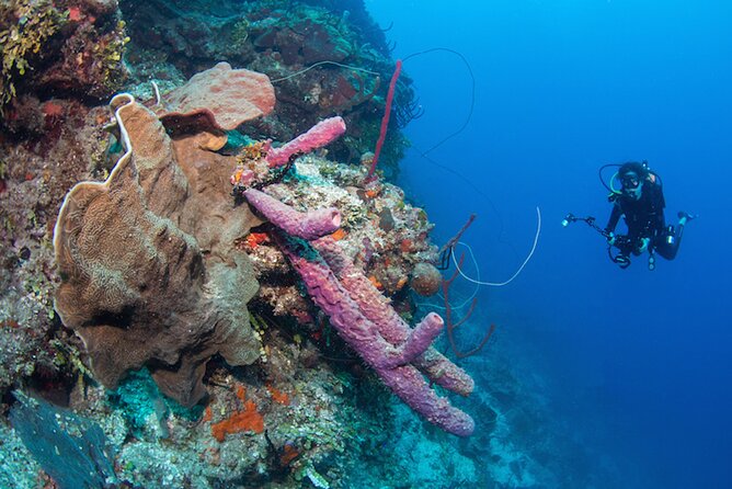 Private Bayahibe 3 Tank Diving with Lunch from Punta Cana - What the private format is really worth