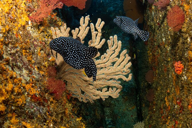 Private Beginner Scuba Diving Experience in Cabo San Lucas - Families, Children, and Nervous Beginners