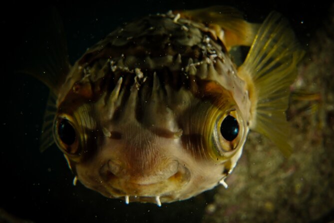 Private Beginner Scuba Diving Experience in Cabo San Lucas - Medical Checks and Practical Conditions