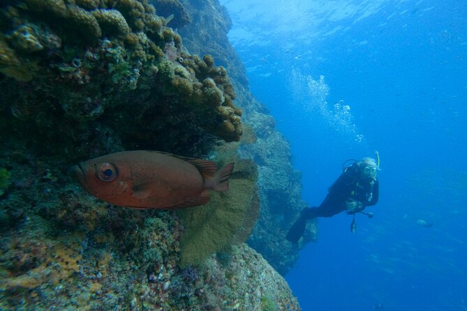 Private Beginner Scuba Diving Experience in Cabo San Lucas - What the Instructors Do Best