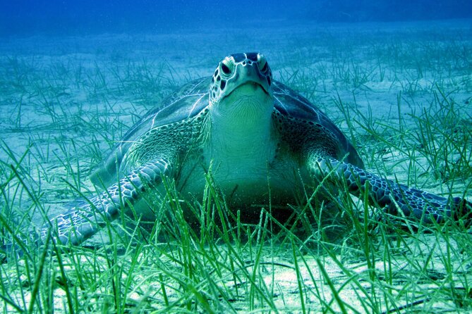 Private Discovery Dive + Photos & Videos - A private first step into scuba at Green Bay Beach