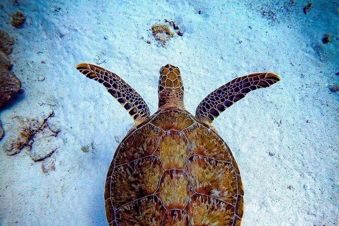 Private Dive at Shipwreck + Beautiful Reef Spot(Certified divers) - A private underwater outing in southern Aruba