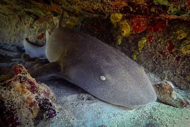 Private Dive at Shipwreck + Beautiful Reef Spot(Certified divers) - Starting at Mangal HatoPos Chiquito Beach Park